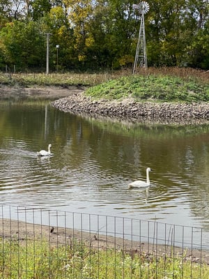 Swans swimming in the outdoor classroom pond